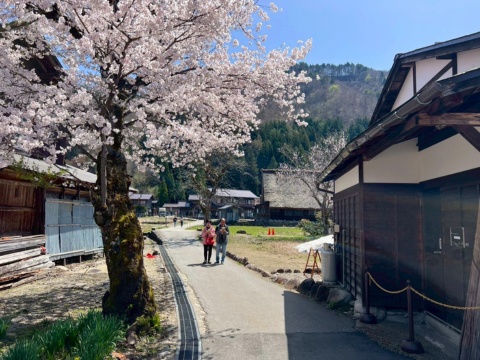 《素易遊》4/24【日本北陸春花8日】木曾路 上高地．阿智村花桃街道 足利紫藤 山與花的交響曲｜無購物